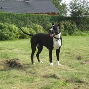 Amerikansk staffordshire terrier Malou (R.I.P.)