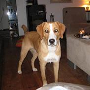 Blanding af racer king