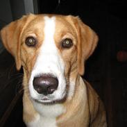 Blanding af racer king