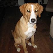 Blanding af racer king