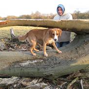 Blanding af racer king