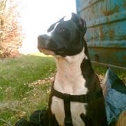 Amerikansk staffordshire terrier Malou (R.I.P.)