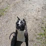 Amerikansk staffordshire terrier Malou (R.I.P.)