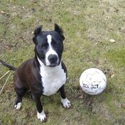 Amerikansk staffordshire terrier Malou (R.I.P.)