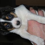 Dansk svensk gaardhund Joey