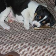 Dansk svensk gaardhund Joey