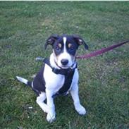 Dansk svensk gaardhund Joey