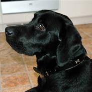 Labrador retriever Zacco