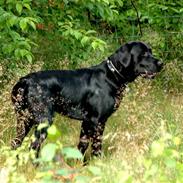 Labrador retriever Zacco
