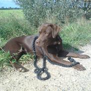 Labrador retriever Balou