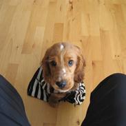 Cocker spaniel Samson
