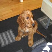 Cocker spaniel Samson