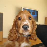 Cocker spaniel Samson