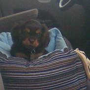 Cavalier king charles spaniel Annexgaardens´s Buller