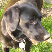 Labrador retriever Ziva