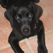 Labrador retriever Ziva