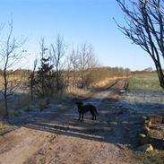 Labrador retriever Ziva