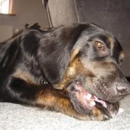 Blanding af racer Tyson