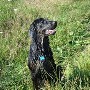 Blanding af racer Tyson