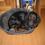 Blanding af racer Tyson