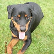 Rottweiler bonzo