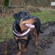 Rottweiler bonzo