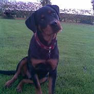 Rottweiler bonzo