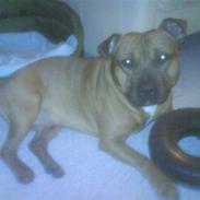 Staffordshire bull terrier Rocky