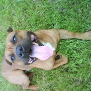 Staffordshire bull terrier Rocky