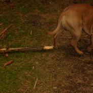 Staffordshire bull terrier Rocky