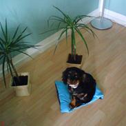 Cavalier king charles spaniel Annexgaardens´s Buller