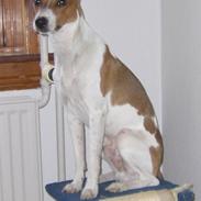 Dansk svensk gaardhund Bølle