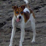 Dansk svensk gaardhund Bølle