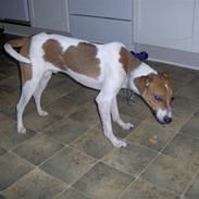 Dansk svensk gaardhund Bølle