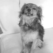 Blanding af racer Baloo