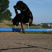 Rottweiler Buster