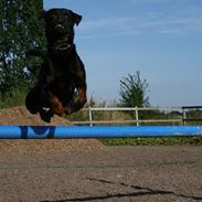 Rottweiler Buster