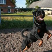 Rottweiler Buster