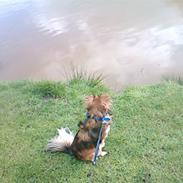 Blanding af racer Baloo