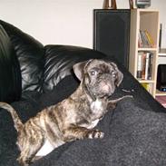 Blanding af racer Gizmo