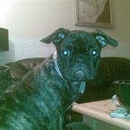 Blanding af racer Gizmo