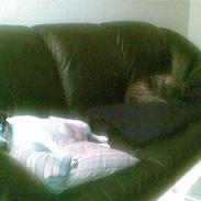 Blanding af racer Gizmo