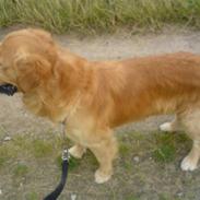 Golden retriever Max