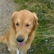 Golden retriever Max