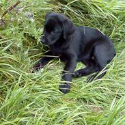 Labrador retriever Mille min mannds hund