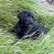 Labrador retriever Mille min mannds hund