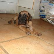 Grand danois Topdane apollon (Victor) 