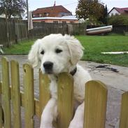 Golden retriever nova