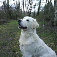 Golden retriever nova