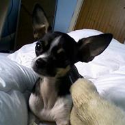 Chihuahua Chanell